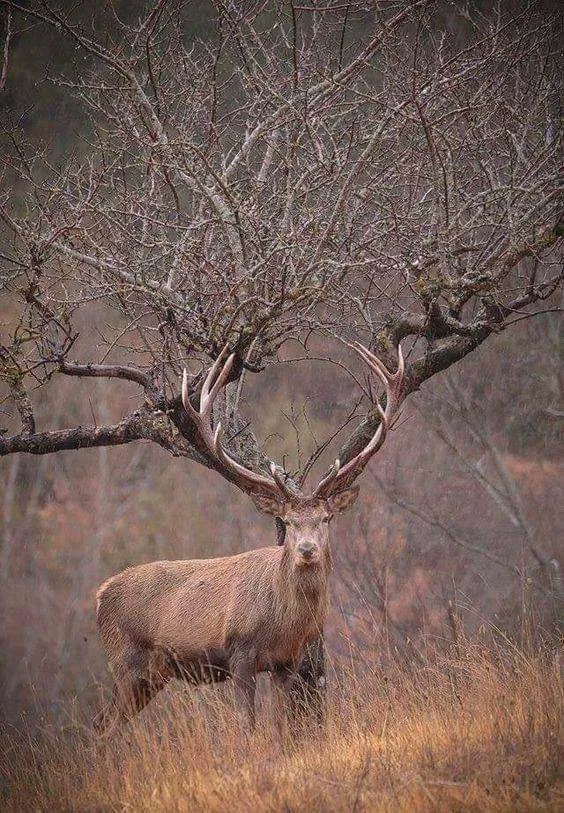 Majestic stag in dry grass