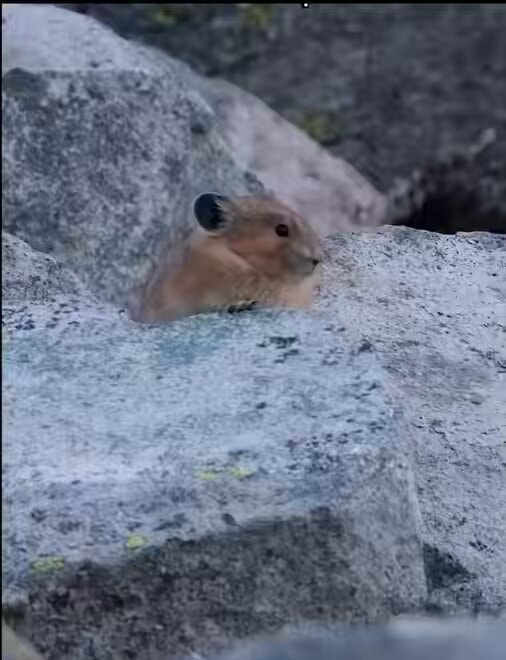 American pikas squeaking in mountains