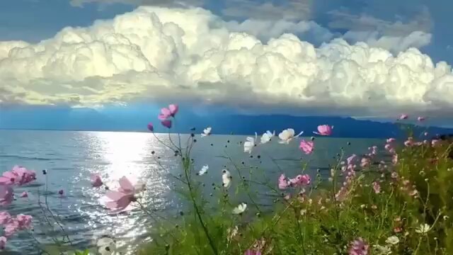 cosmos field and dramatic sky