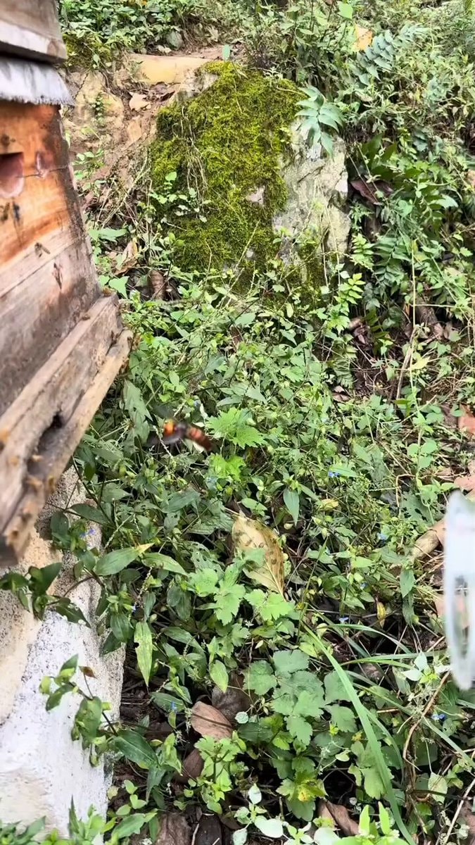 insect near beehive