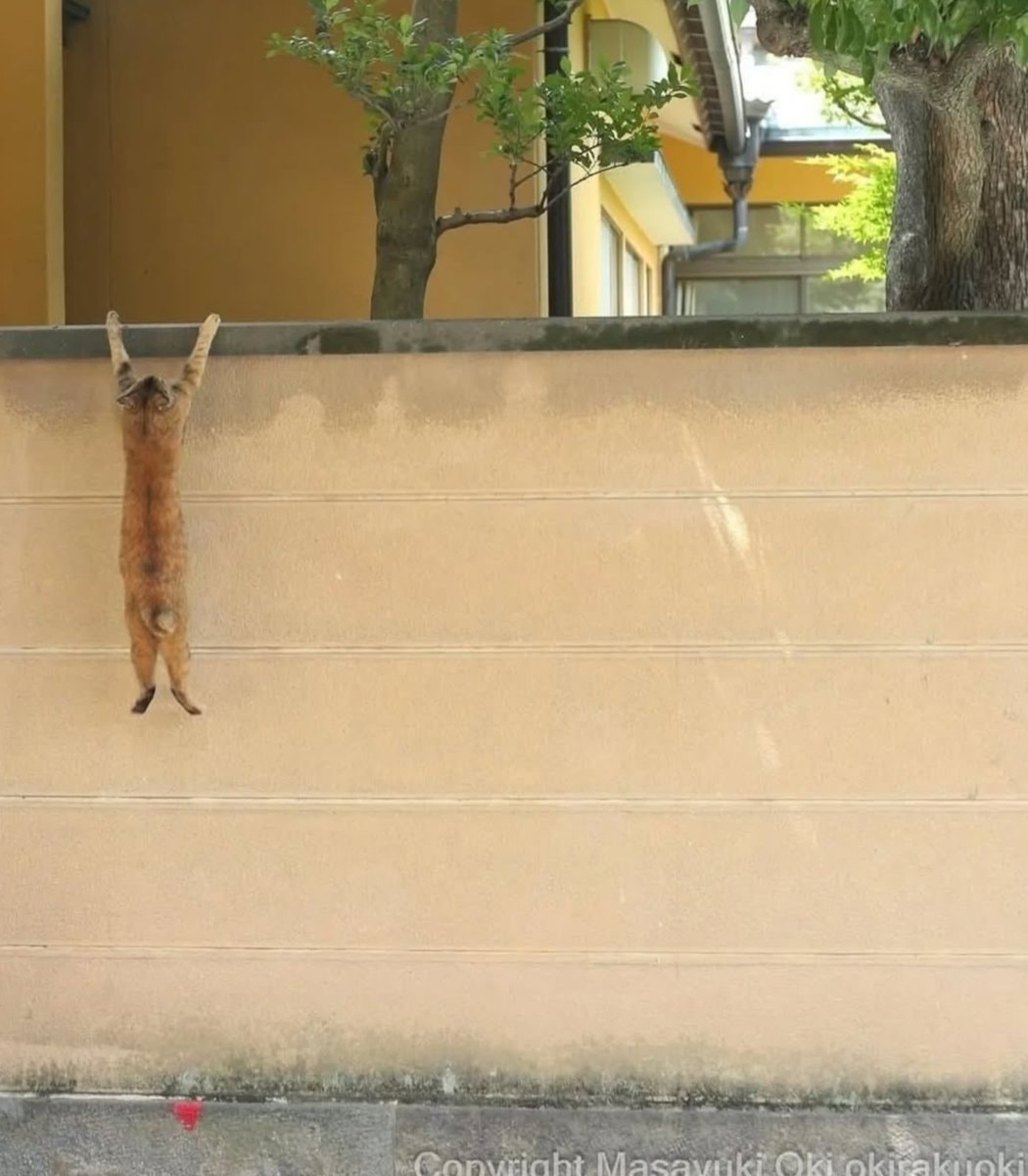 Masayuki Oki street cats Japan (photo 1 of 4)