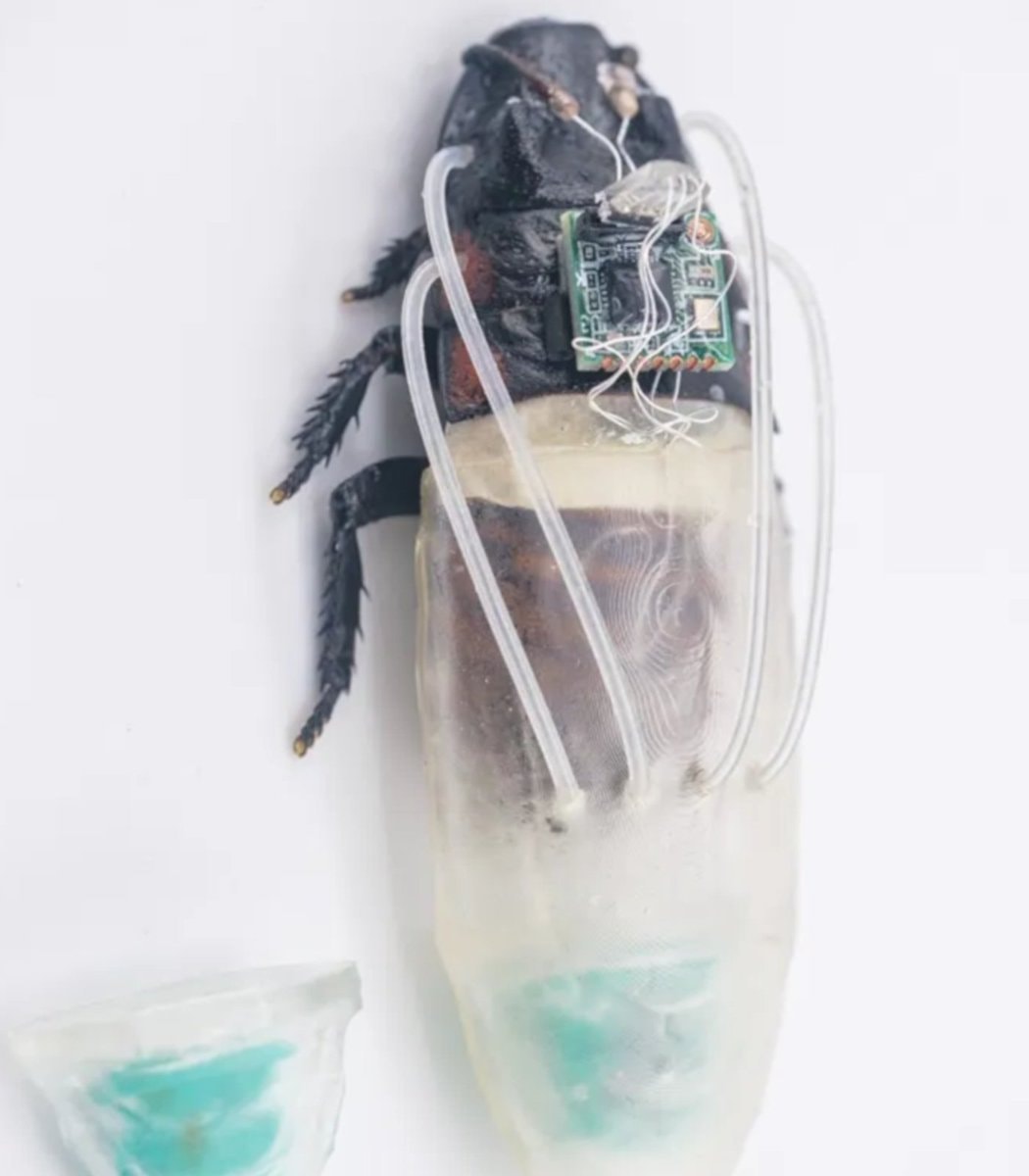 Nanyang cyborg cockroach scuba divers (photo 1 of 2)