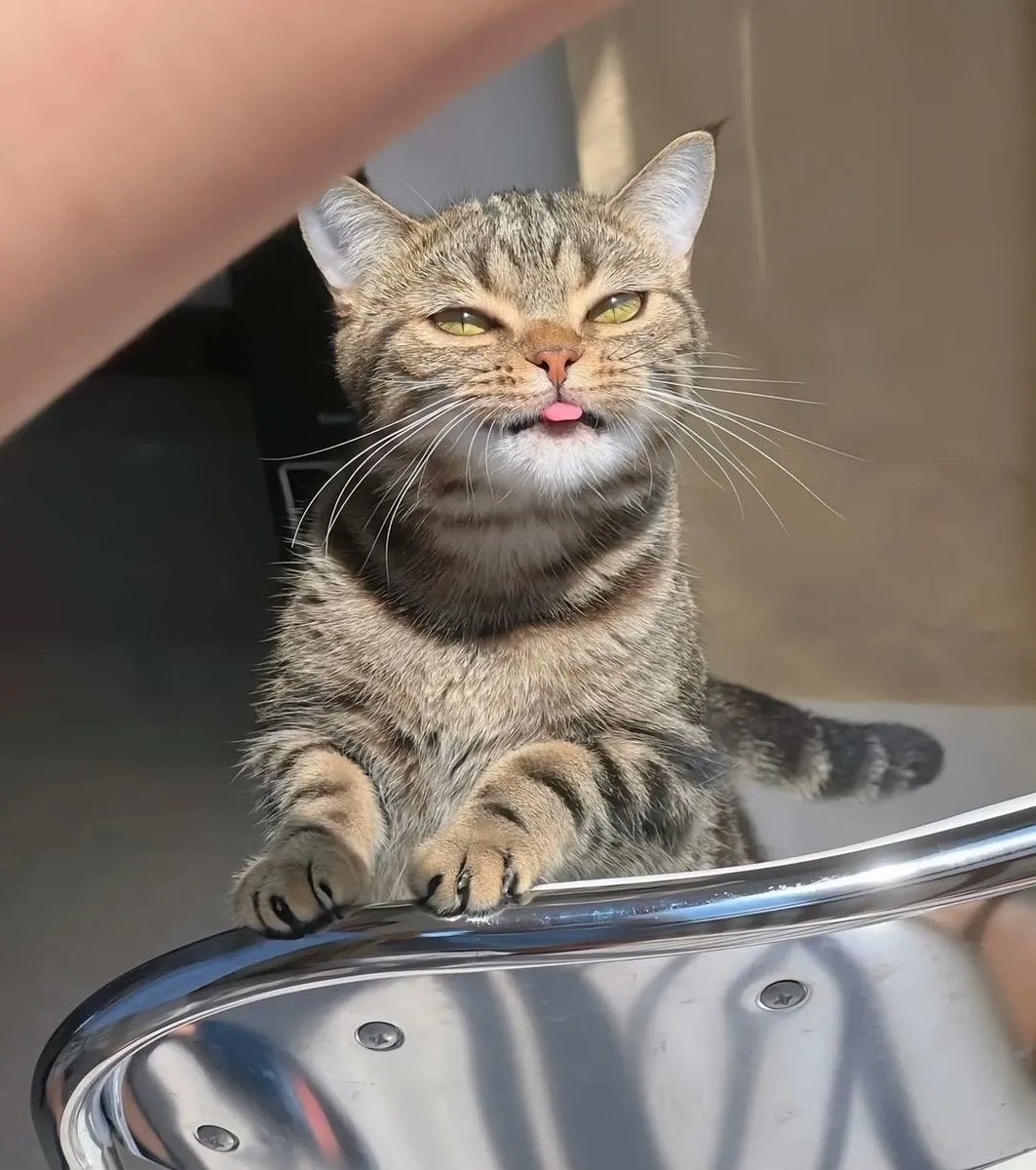 cat close-up (photo 2 of 4)