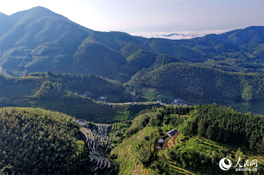 Irrigated terraced fields with forests and homestays (photo 3 of 4)