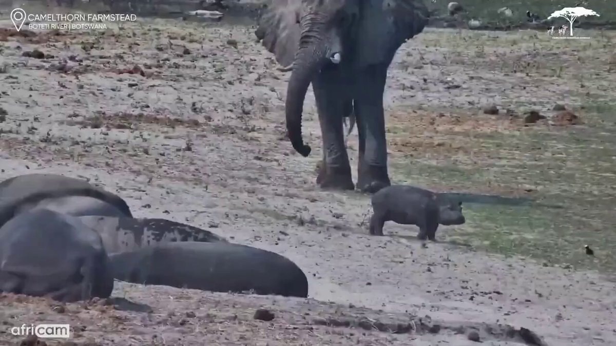 Elephant protects baby hippo from crocodiles ❤️