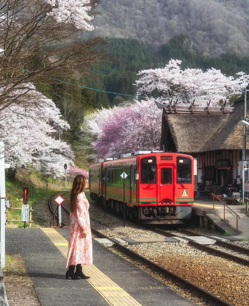 Japan hanami train 🇯🇵 (photo 4 of 4)