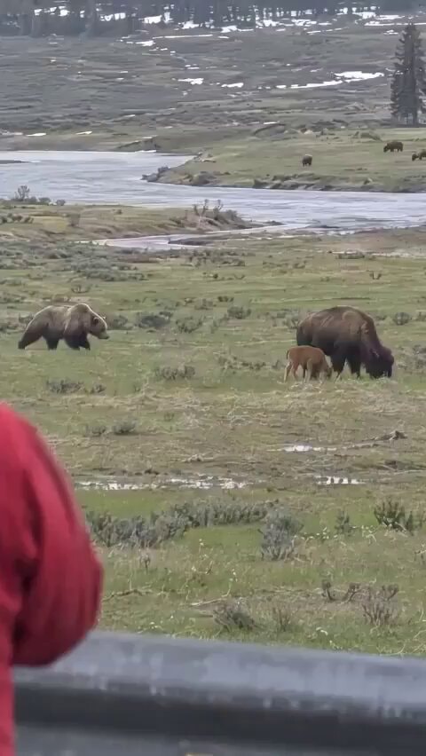 Yellowstone grizzly bison mistake