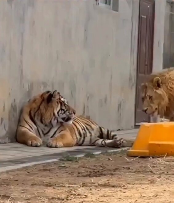 Tiger vs lion social behavior