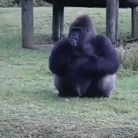 Gorilla sign language no feeding