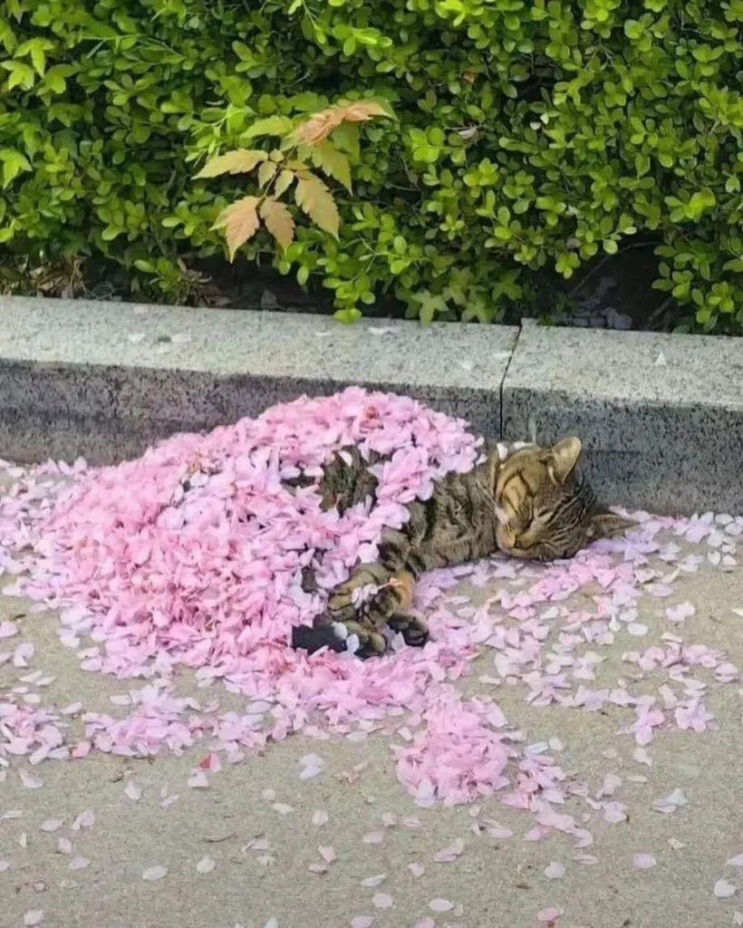 Sleeping Beauty tabby on rose petals (photo 2 of 2)