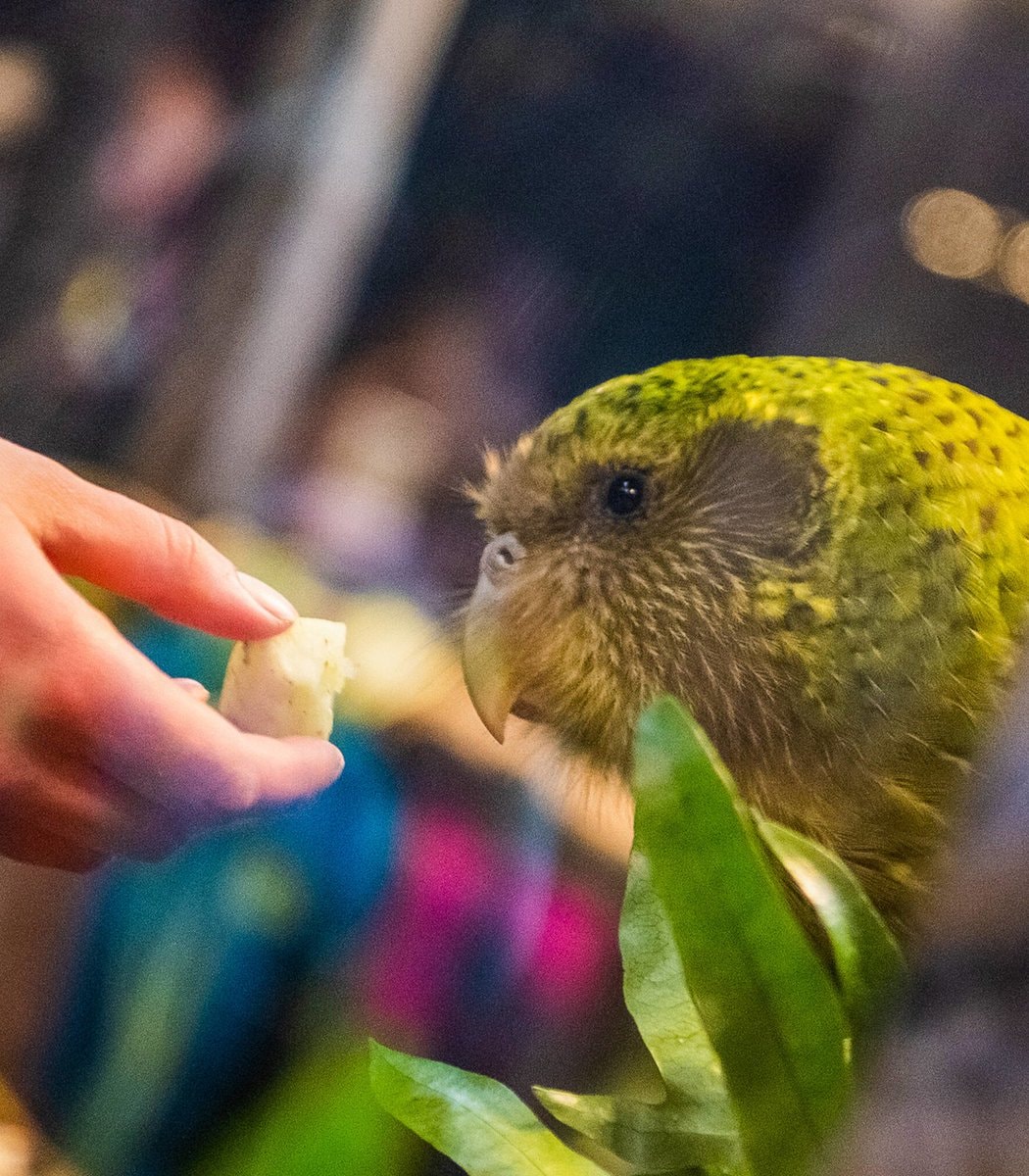 Kākāpō conservation success (photo 2 of 2) Kākāpō conservation success (photo 2 of 2)
