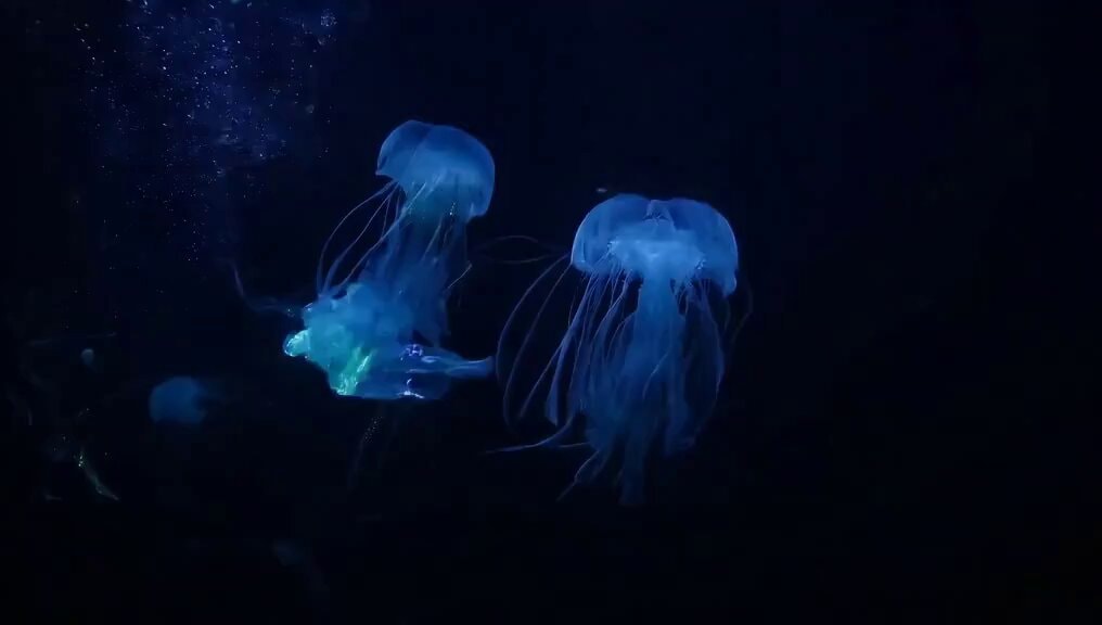 Glowing Jellyfish in Starry Waters