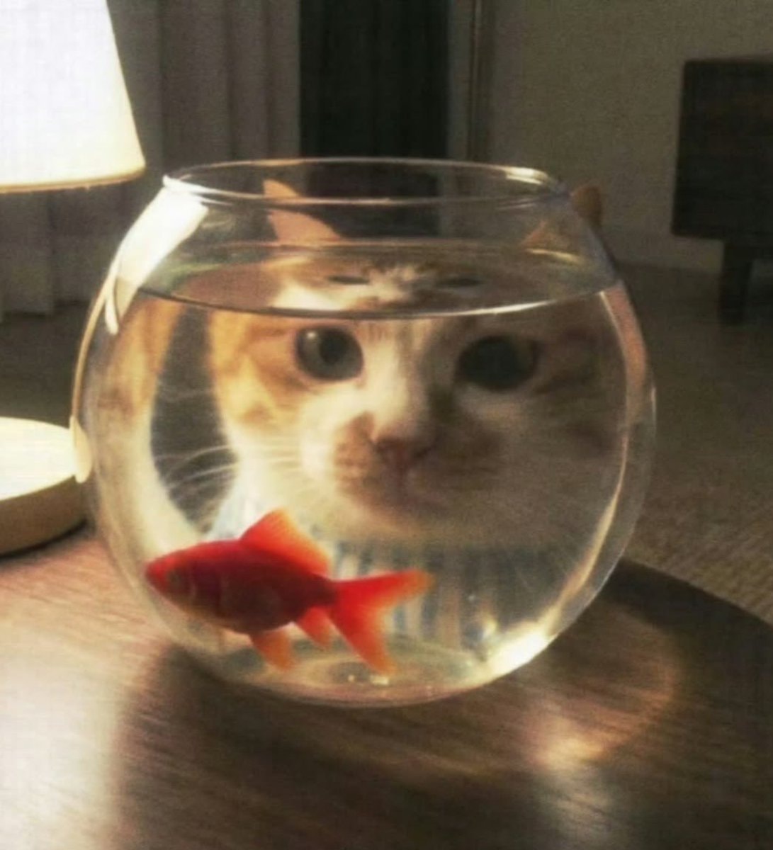 cat looking at goldfish