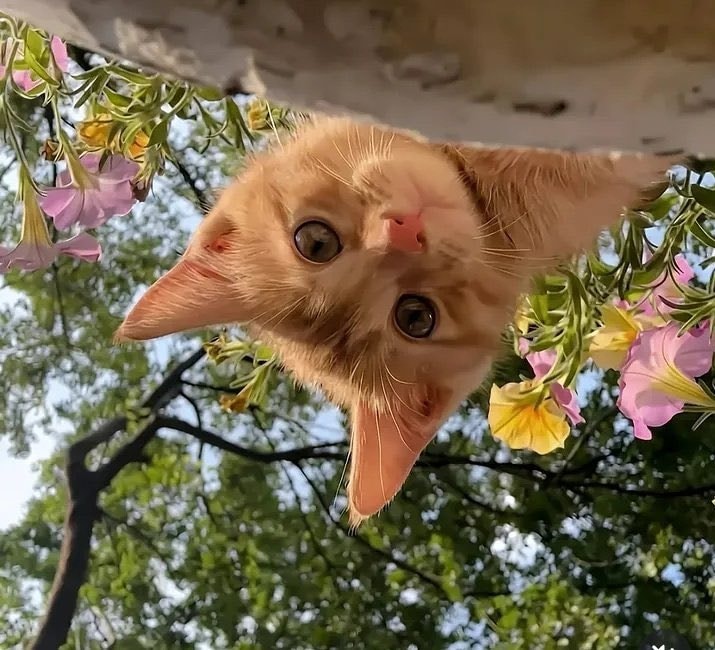 Orange cat rose spring 🌼 (photo 4 of 4)