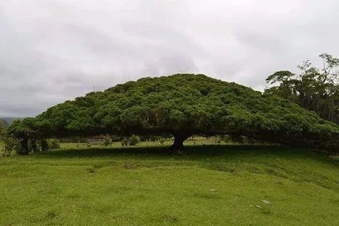 Costa Rica tree
