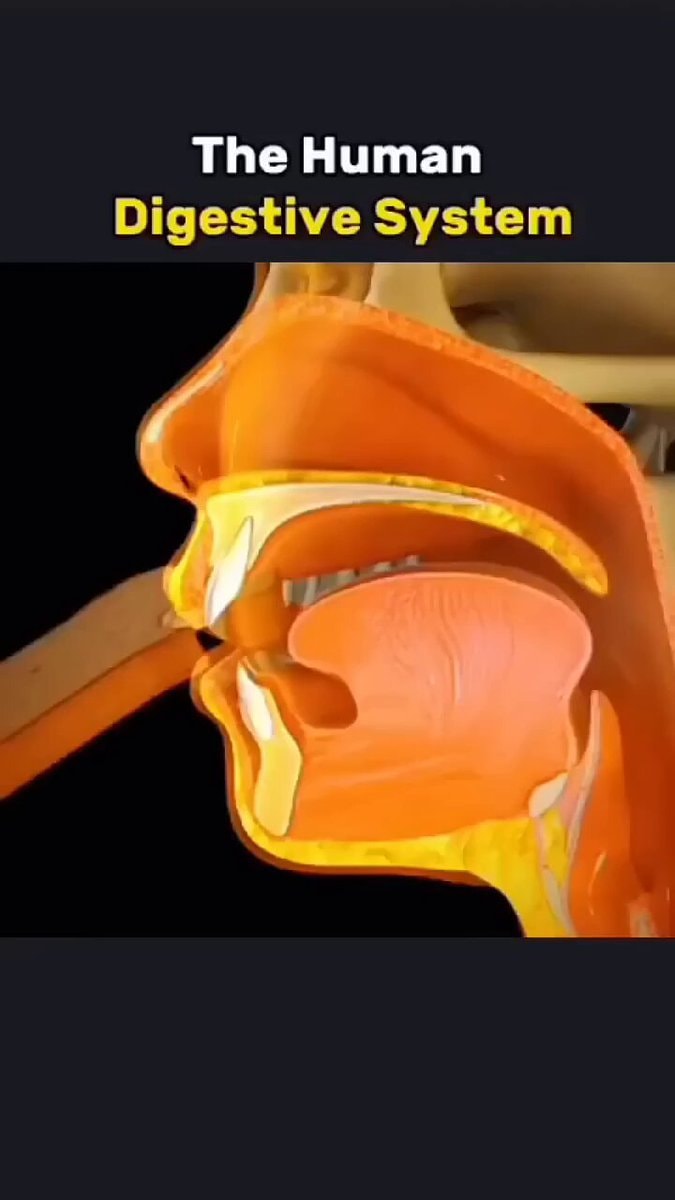Human digestive system explained