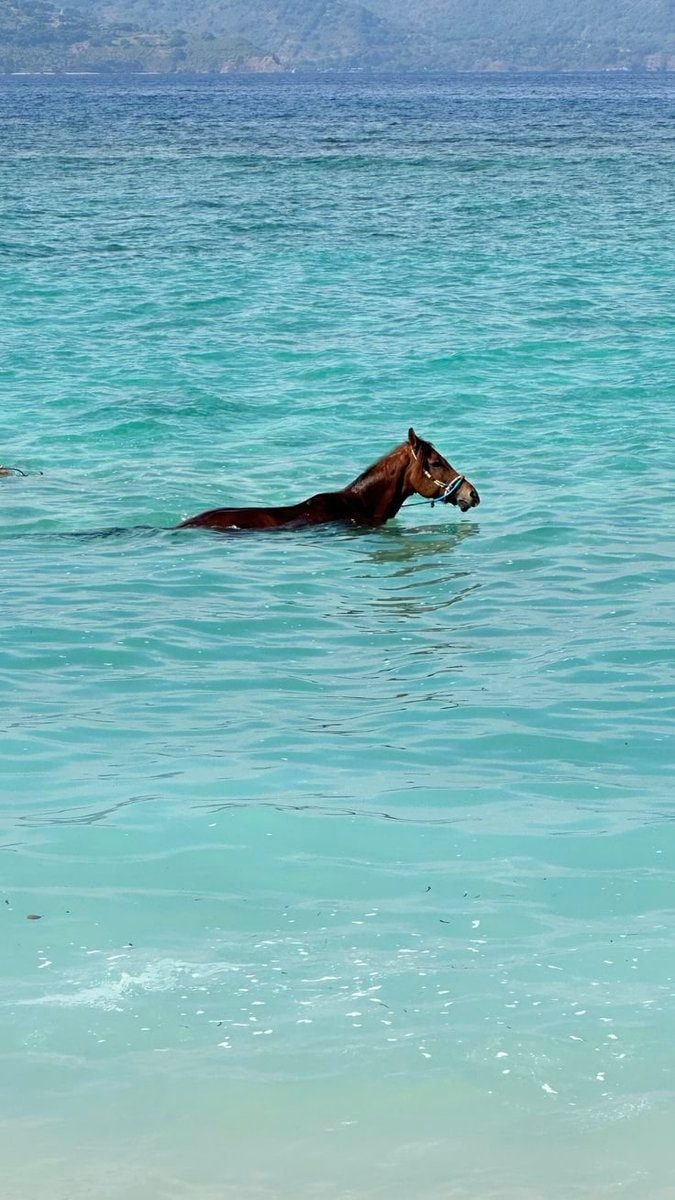 Horse in ocean (photo 2 of 2)