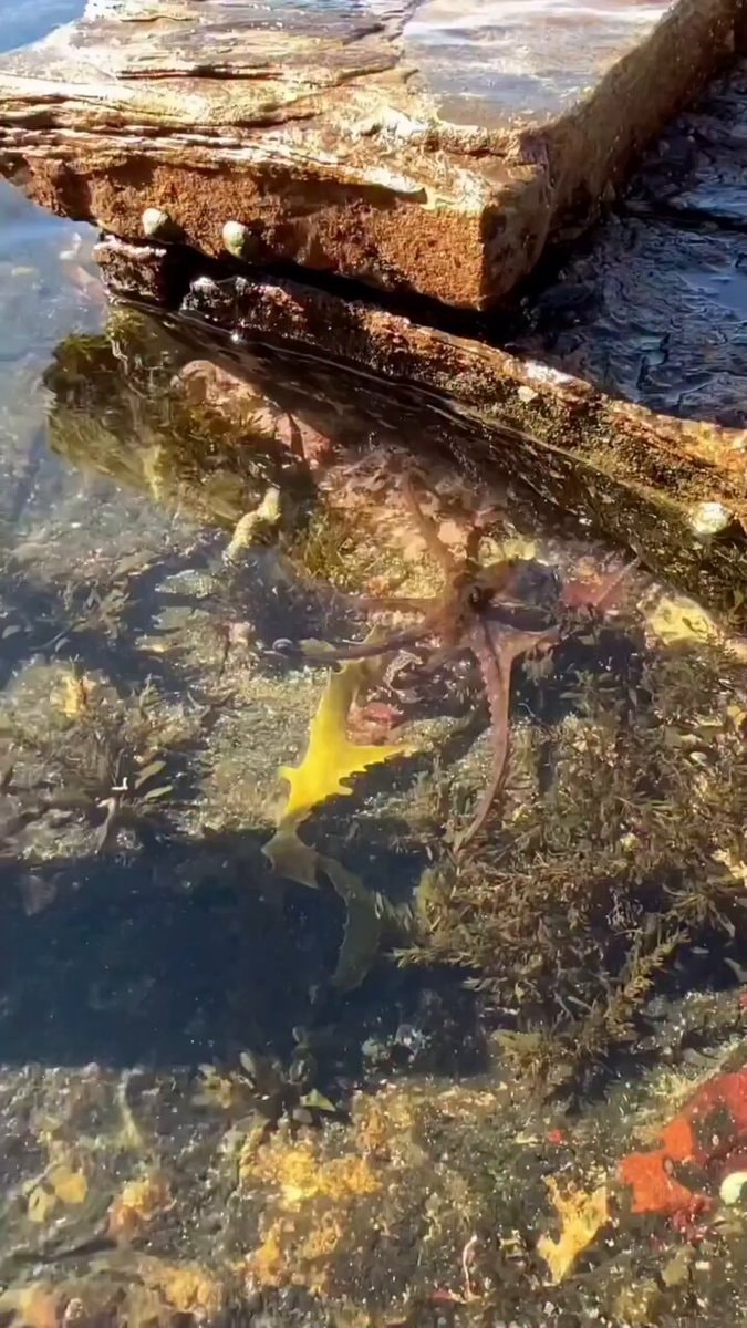 Octopus in shallow water