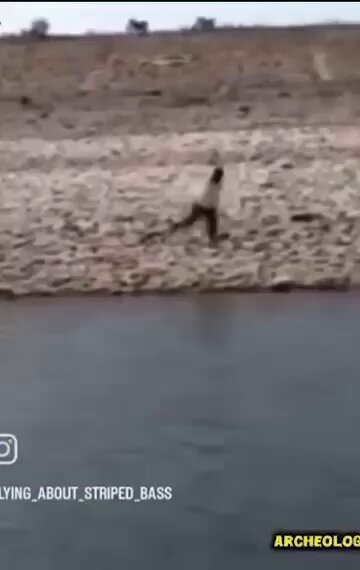 17 recorded animal attacks