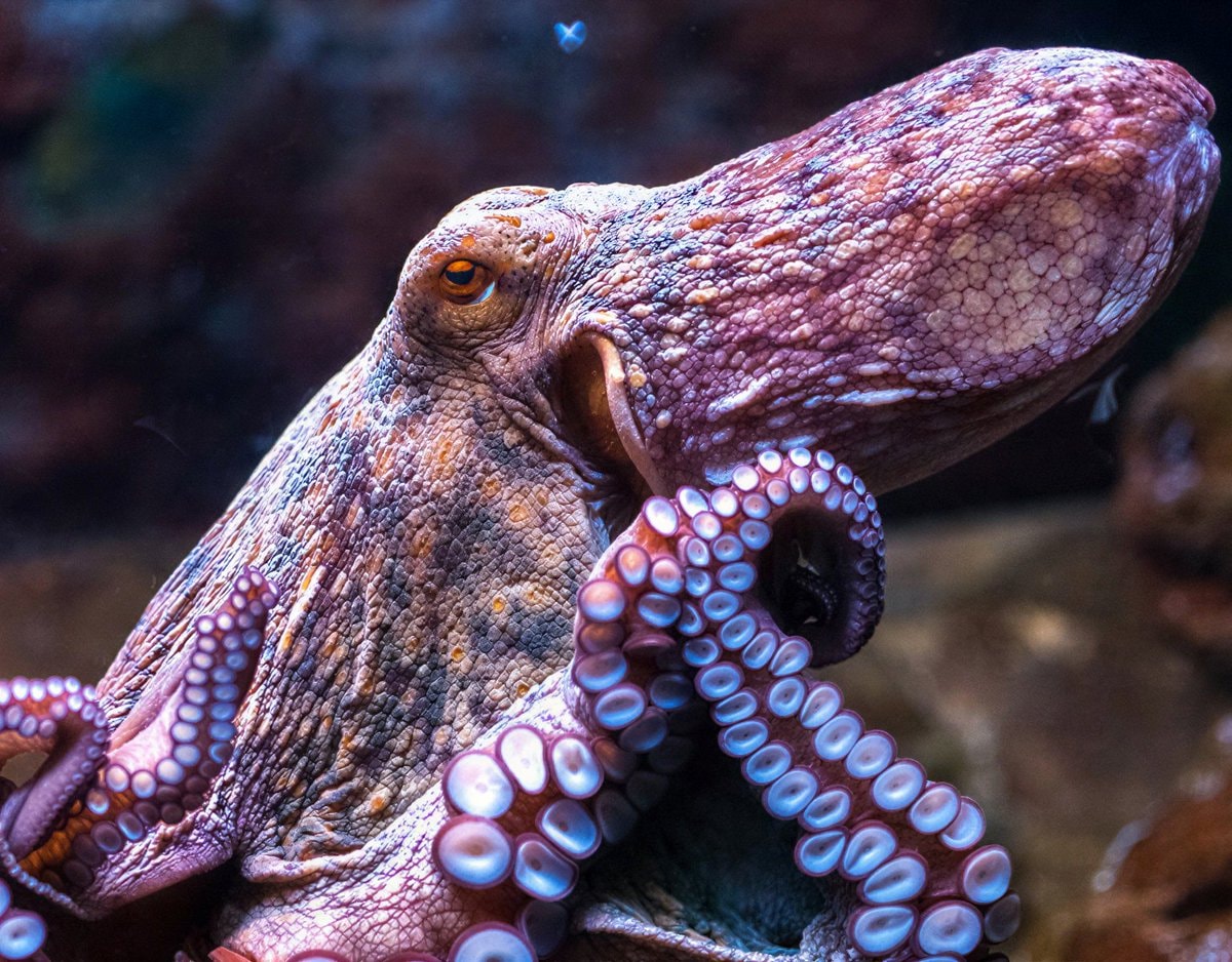 Octopus civilization after humans 🚨 (photo 2 of 2)