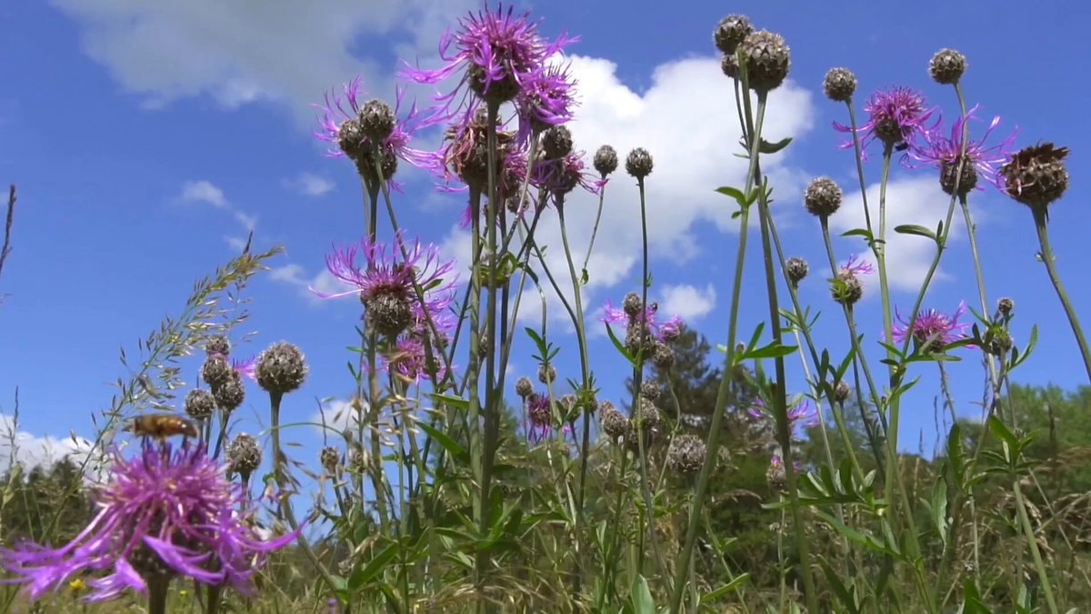 bee approaching purple thistle flowers