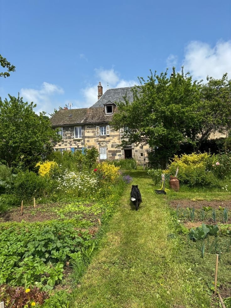 black dog walking through countryside path (photo 1 of 4)