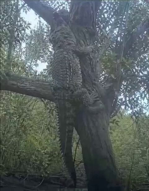 crocodile climbing tree
