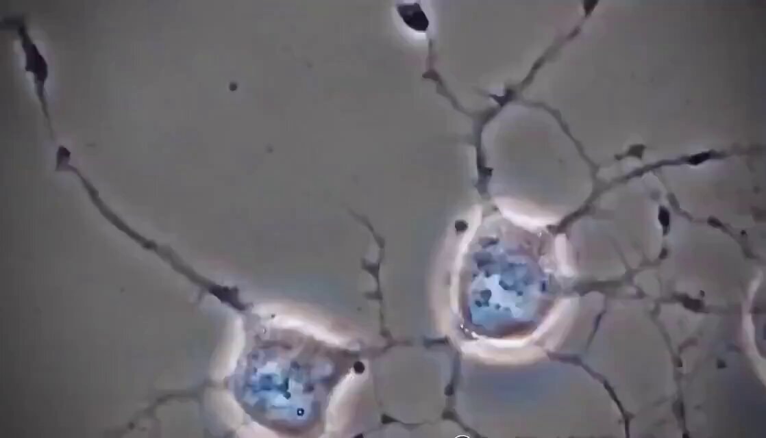 brain cells chatting