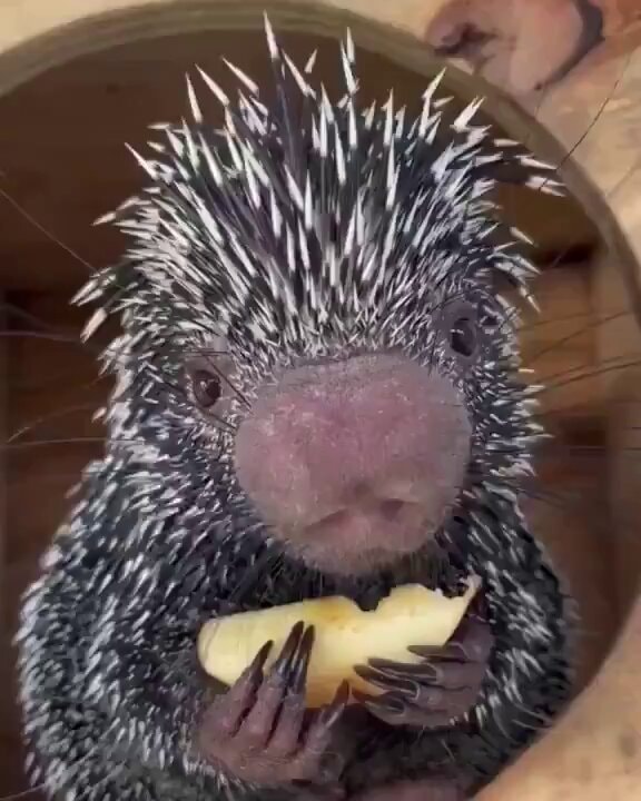 porcupine eats apple possessively