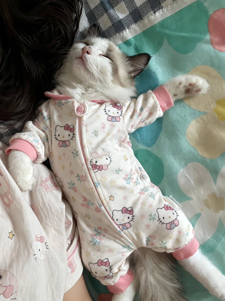 cat in Hello Kitty onesie