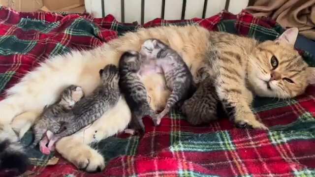 Mother cat with kittens