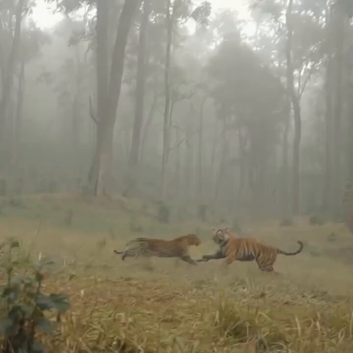leopard and tiger confrontation