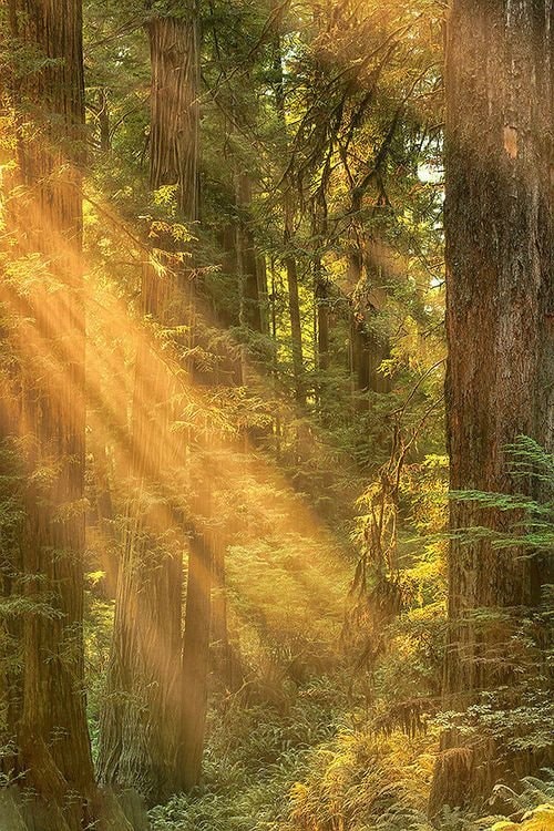 serene forest sunlight