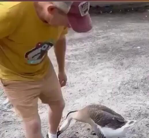 Goose attacks man, he walks back proud