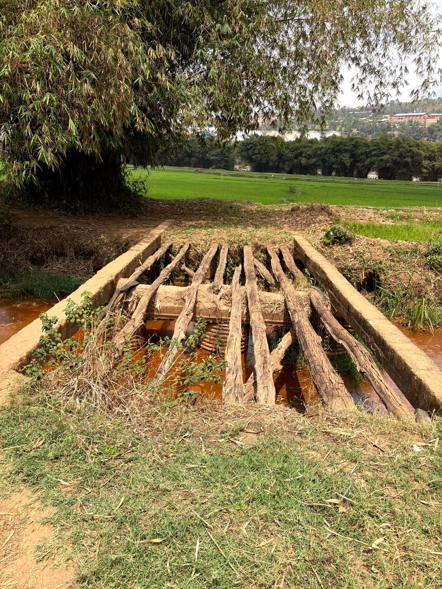 rice farming bridge and water catchment