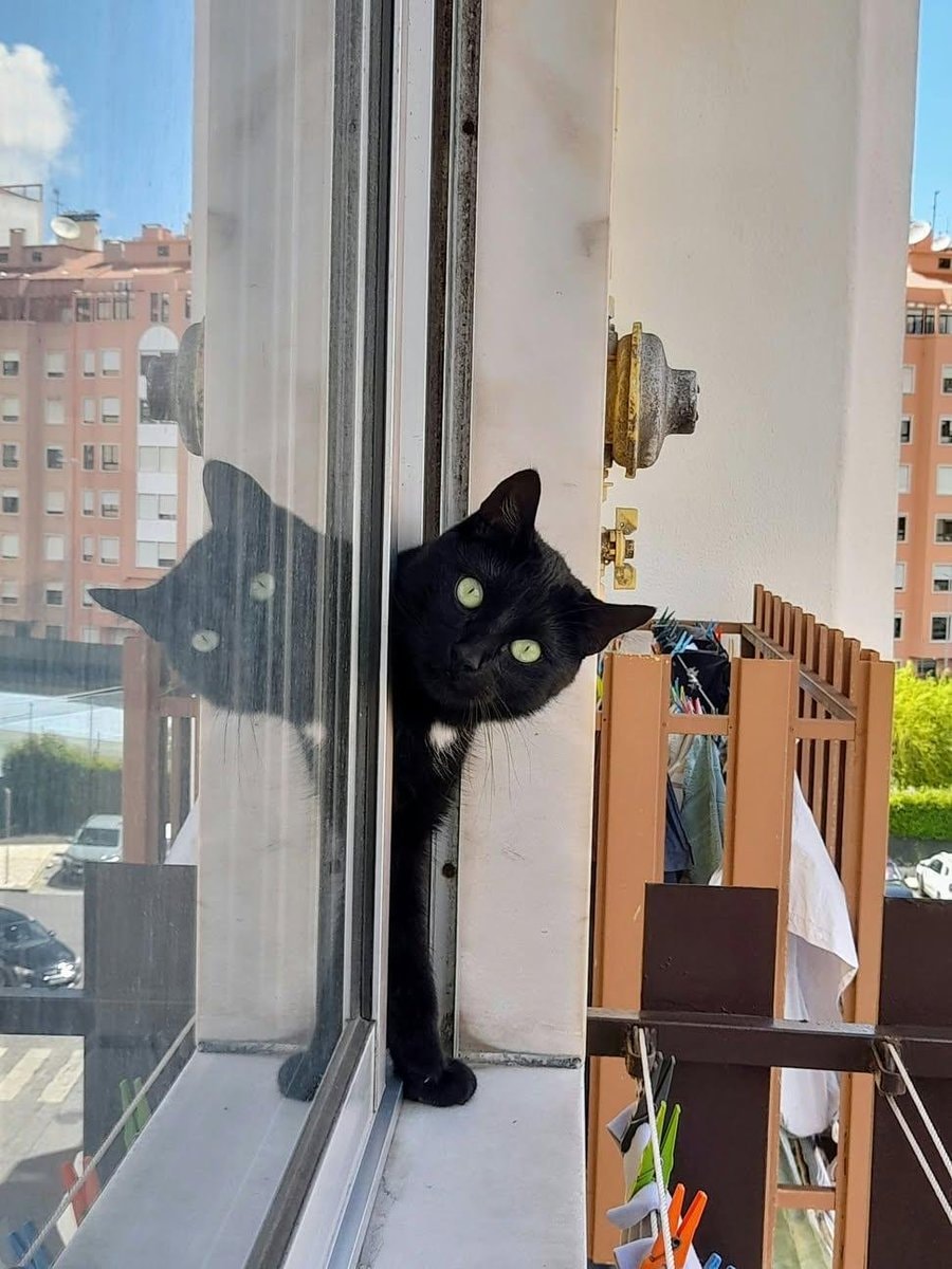 black cat neighbor greeting