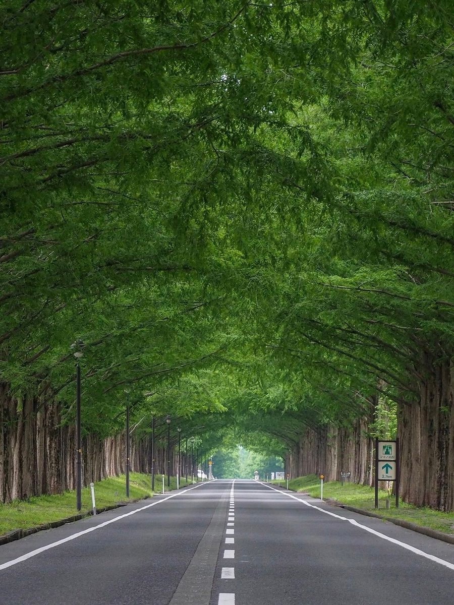 Metasequoia Avenue Shiga Japan