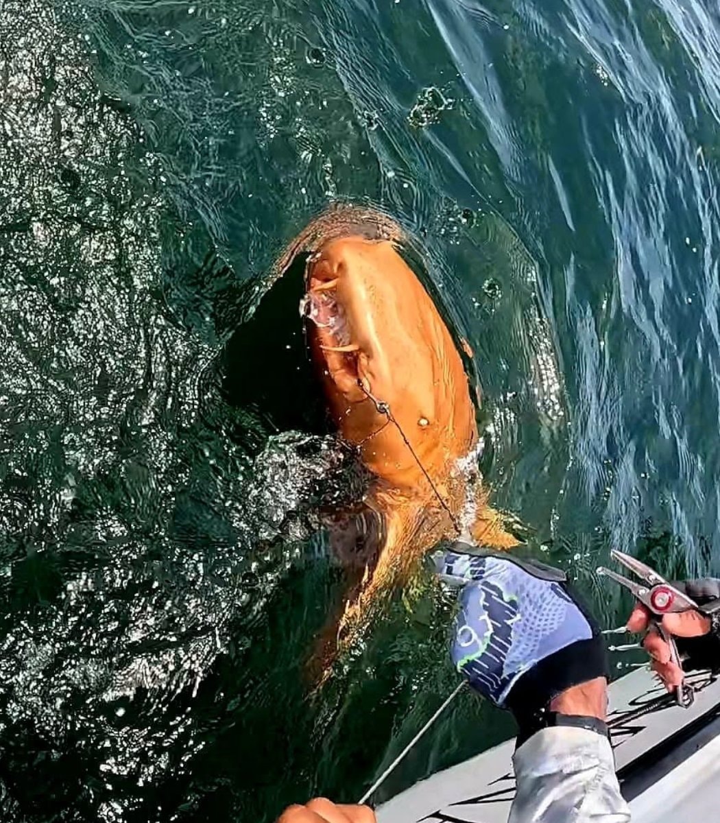 Rare orange shark Costa Rica (photo 2 of 2)