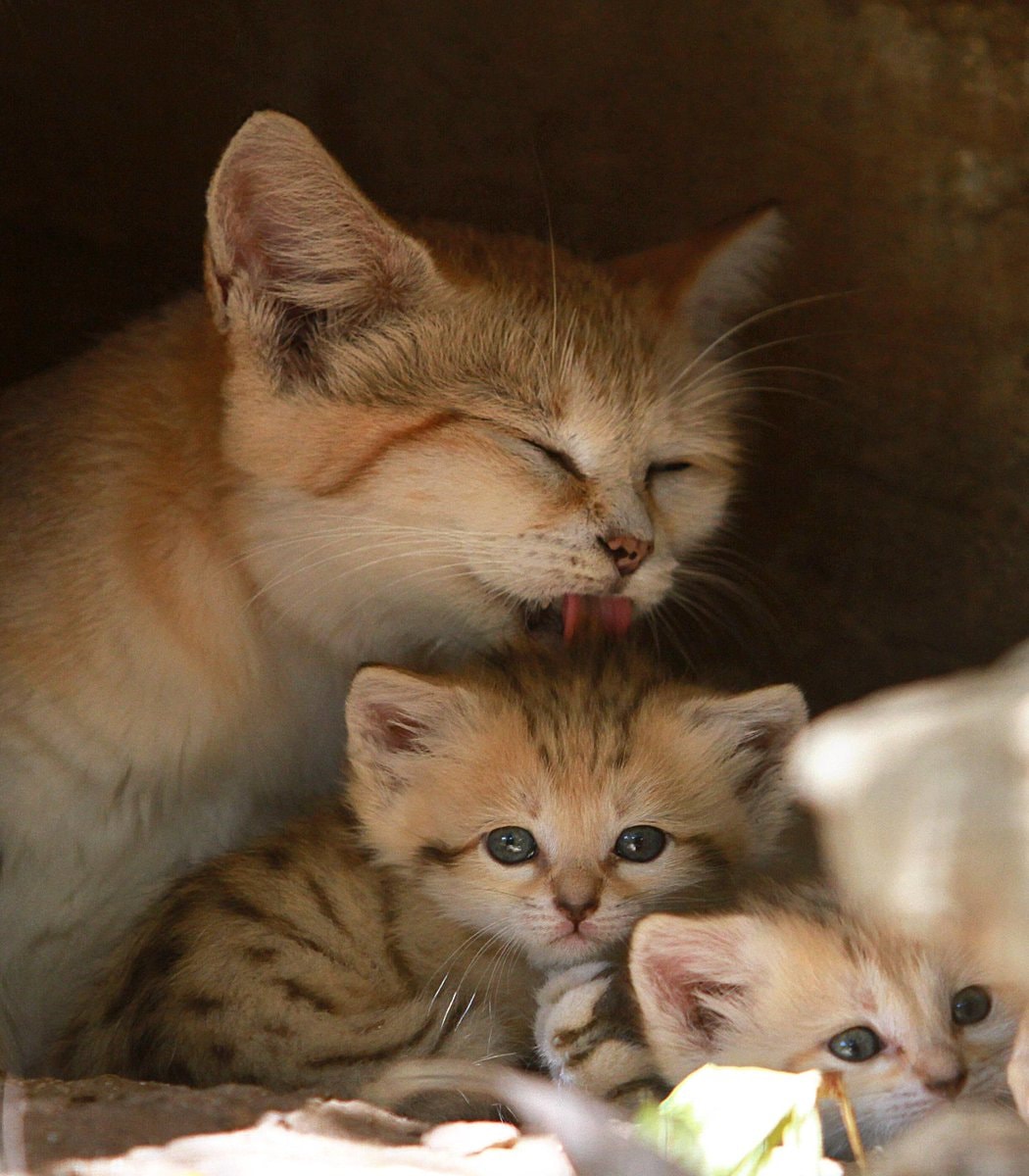 Rotem the rare sand cat and her kittens (photo 2 of 4)