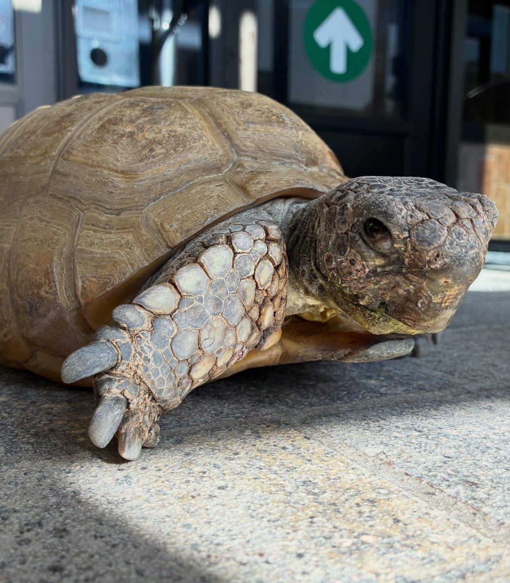 Gus the world's oldest gopher turtle