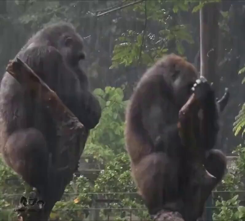 gorilla trying to reconcile