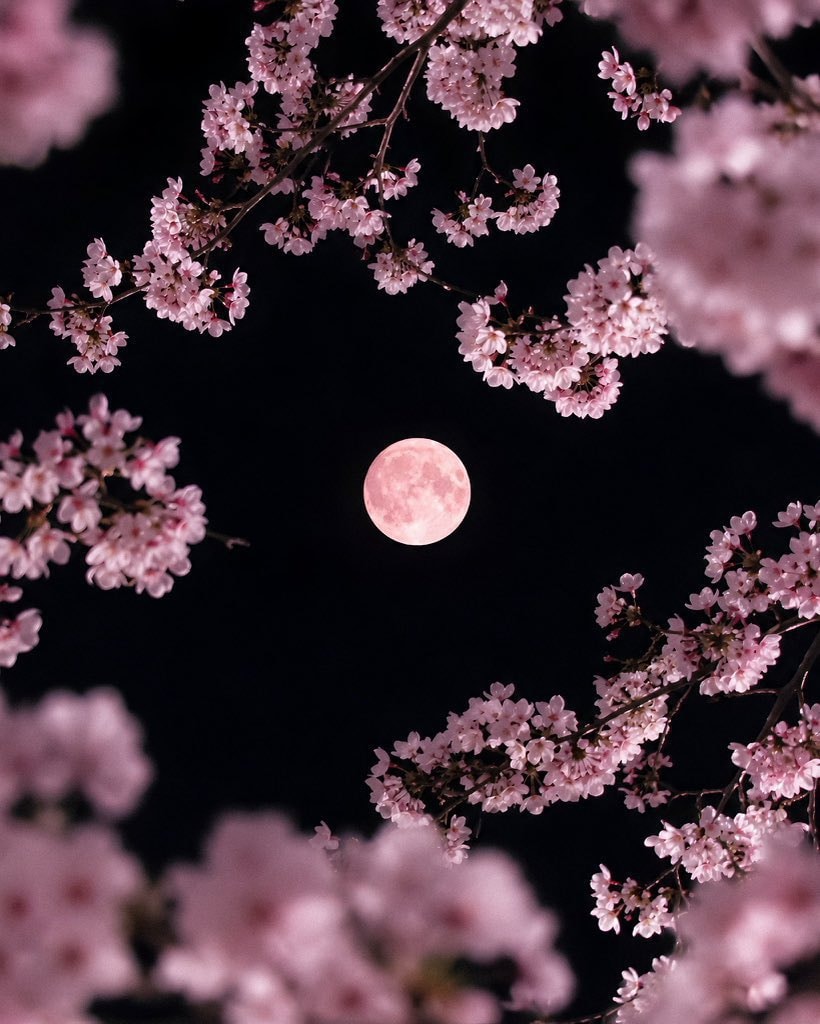 Strawberry Moon (photo 2 of 2)