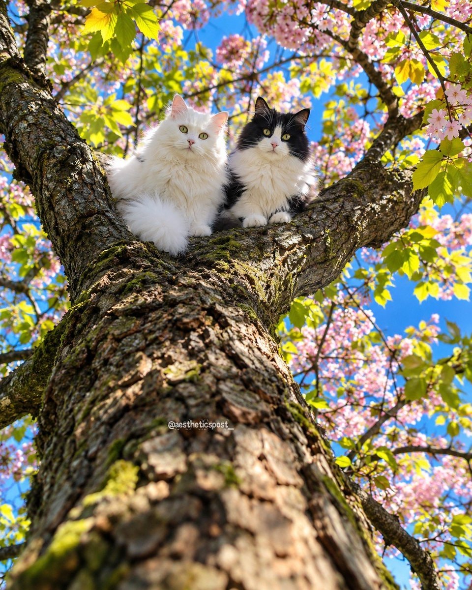 two cats on a branch