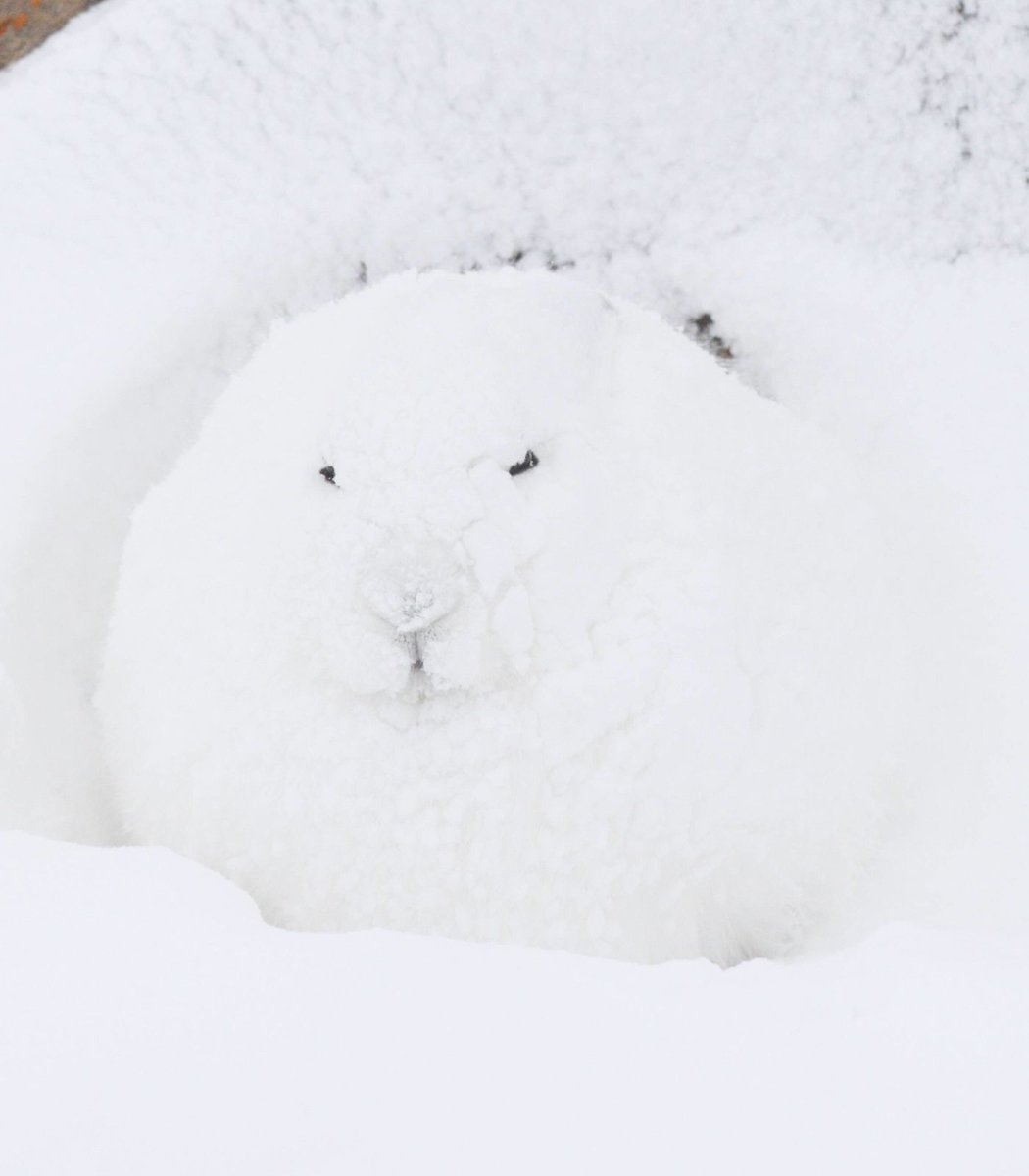 Arctic hares walking snowballs
