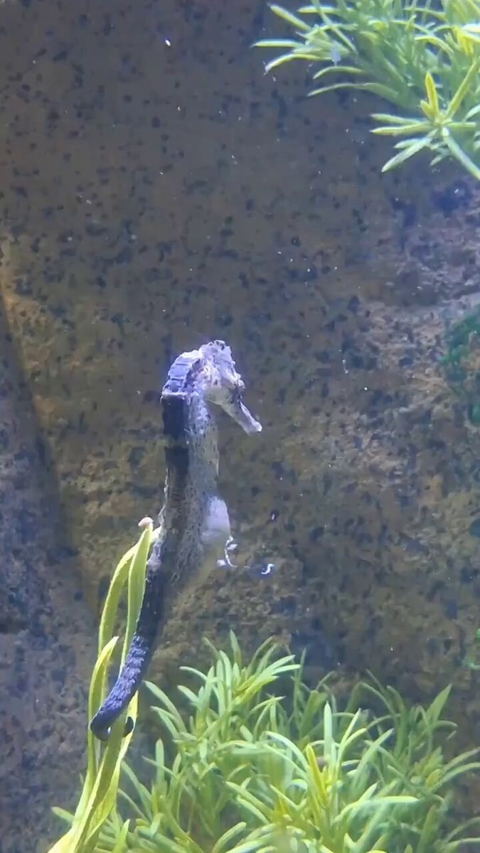 seahorse aquarium