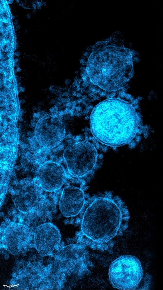 New human cell discovered (photo 2 of 2)