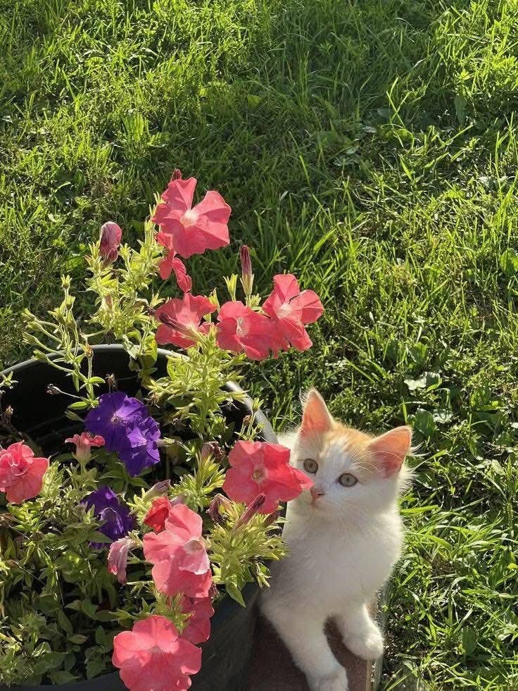 cat smelling flowers (photo 3 of 4)
