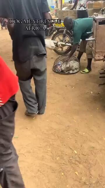 Dog meat market Nigeria Dog meat market Nigeria