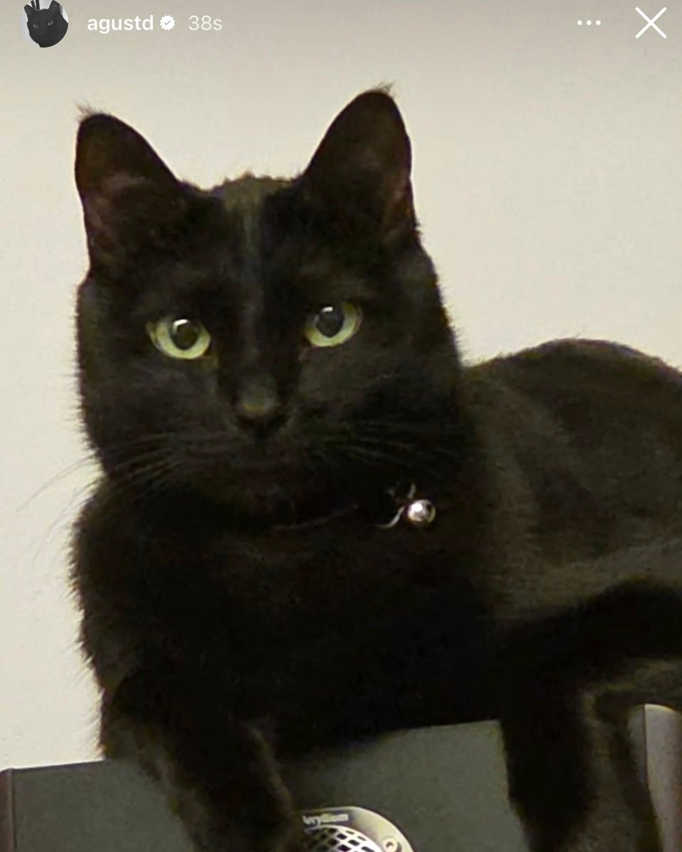 Yoongi cat Tangie Yoongi cat Tangie