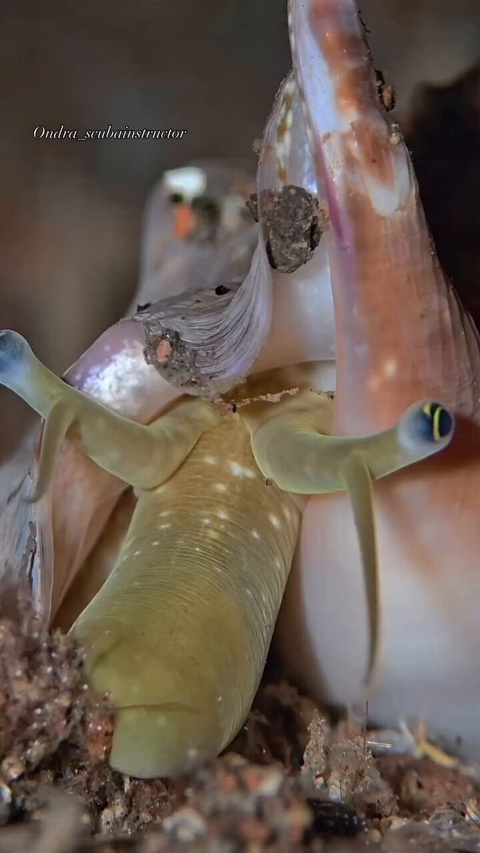 elephant vibe sea slug
